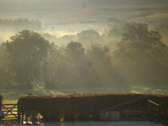 Bäume im Frühnebel mit Hecke