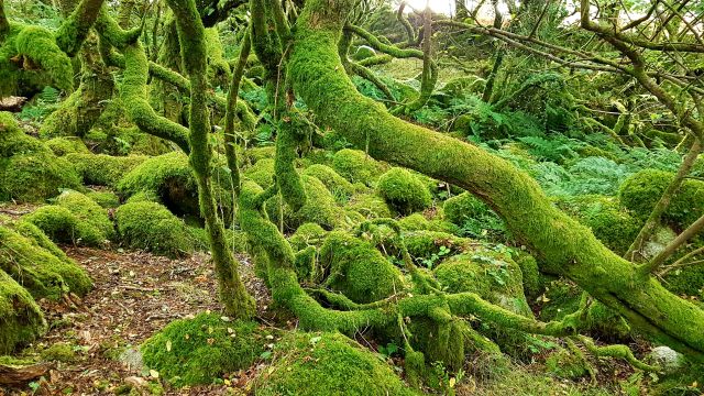 Wistman's Wood Dartmoor