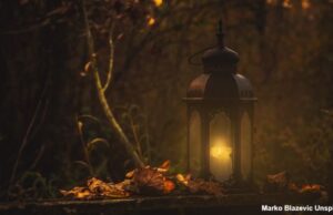 Dartmoor Gothic – Wo Nebel, Geister und Literatur aufeinandertreffen Laterne im Nebelwald